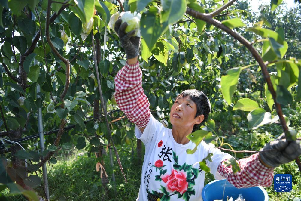 九州彩金是什么
